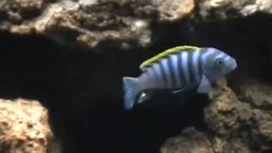 african cichlids lake malawi mbuna