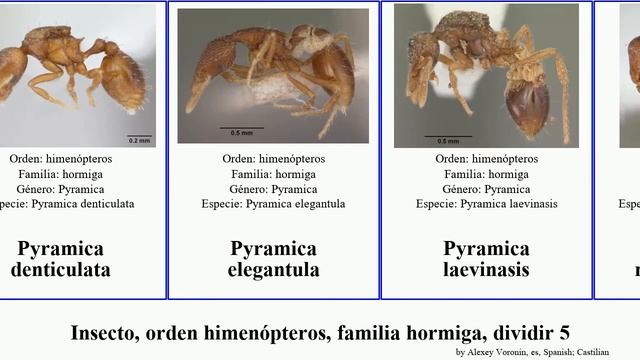 Insecto, orden himenópteros, familia hormiga, dividir 5 pyramica pogonomyrmex solenopsis ponera смотреть онлайн