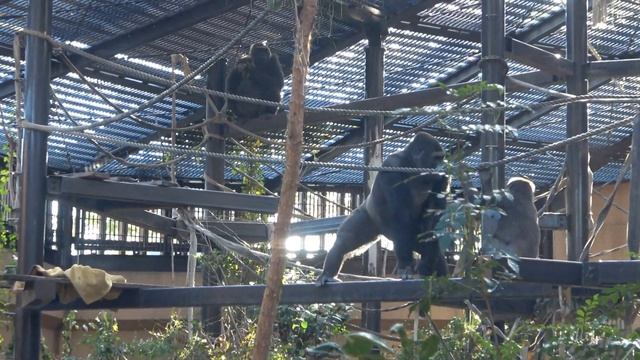 The gorilla brothers play is mistaken for a fight by visitors. Gentaro and Kintaro