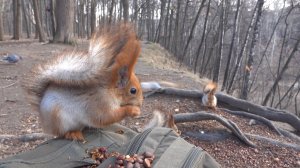 Сегодня много голодных белок