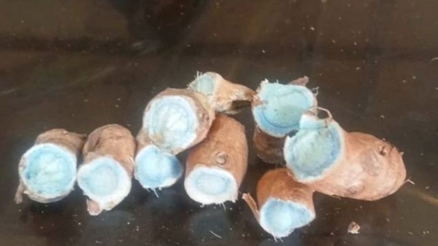 Black Turmeric medicinal benefits смотреть онлайн