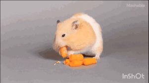 хомяк жёстко ест морковку под фонк🐹🐹🐹