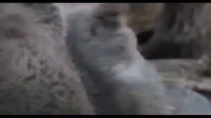 Серьга Я бурый медведь Клип