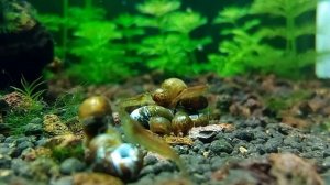 Neocaridina Heteropoda var. Red Cherry shrimps, Blue Dream, Chocolate. Caridina var.Babaulty Green