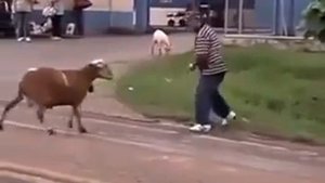 Козел бьёт людей!??!?!?