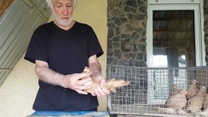 Голубеводов стало меньше.......