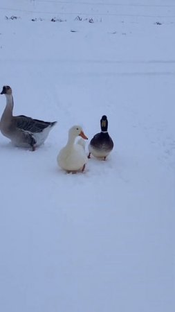 When you think your duck is white and then you see her in the snow… #duck