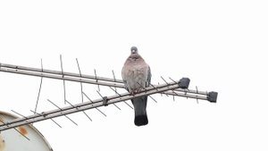 Вяхирь «поет» (Wood pigeon)