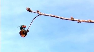 Букашки 65 серия