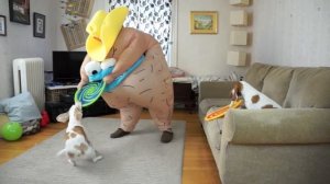 Funny Dogs vs Creepy Monster Prank: Funny Dogs Maymo, Penny & Potpie
