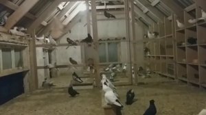 бакинские голуби с хорошим боем