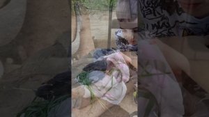 Мы подобрали птенца Галки😳