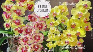 Желтые орхидеи: Fangmei a hot, Spot Leopard, Fuller's Sunset, Pomelo, Sun beauty | Обзор цветения 💛