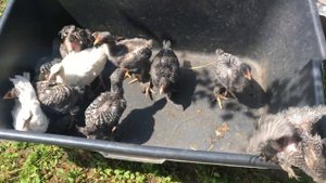 Мехеленская кукушка цыплята 4 недели