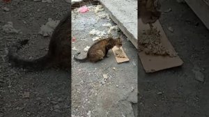 Кошка Маргоша и её котёнок,остались без коврика #спасение_и_помощь #кошки #котёнок .