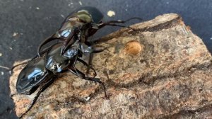 Chalcosoma atlas vs Mesotopus tarandus アトラスオオカブトvsタランドゥスオオツヤクワガタ