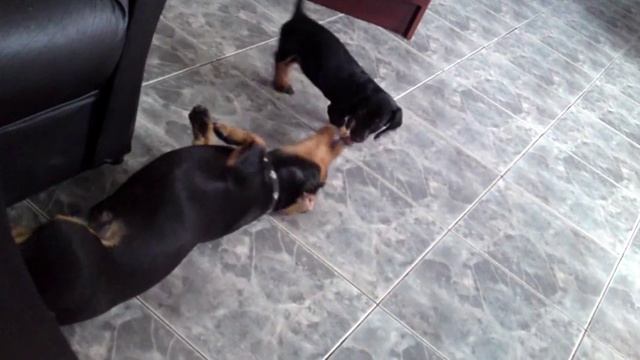 perros salchichas dachshund mini pancho y patitas