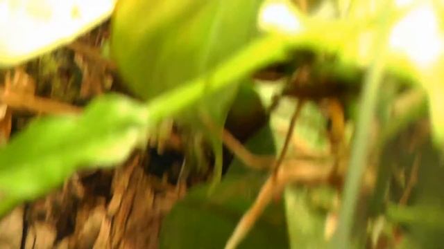 Poison Dart Frogs: GREEN IMITATOR on a leaf