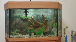 Неправильная рыбка. Плавает вверх НОГАМИ 😄