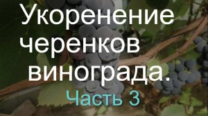 Первые проломки и появление "слизи" на корневой части черенков.
