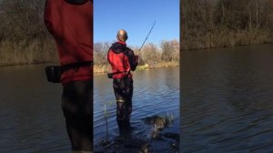 Проводка на жереха, ловлю жереха со дна!