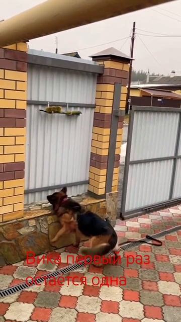 Вика охраняет территорию #дрессировкасобак #зкс #охранатерритории #germanshepherd #приколы #dog