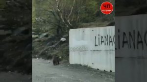 Медвежонок прогулялся по селению Бурон и попал на видео в Северной Осетии, 11.05.2020