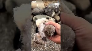 Совушки / Маленькие совы в человеческих руках