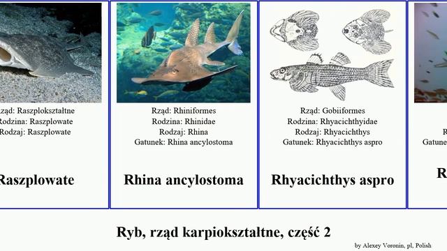 Ryb, rząd karpiokształtne, część 2 pristiophorus prapłetwiec fish laevis sinensis japonicus aspro