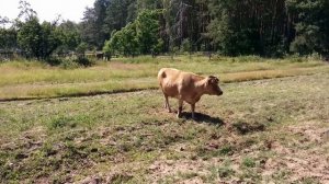 Очень злая корова