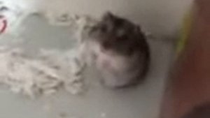 Хамека убили ааа