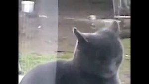 СМЕШНЫЕ ВИДЕО Говорящие ЖИВОТНЫЕ