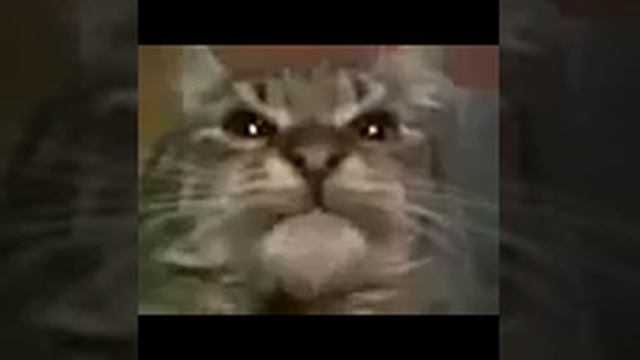 Мем кит ты маму мам мав мау оригинал смотреть онлайн