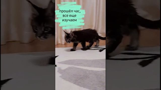 сева первый день в новой семье #cat #котик #животные #сева
