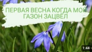 ПЕРВАЯ ВЕСНА КОГДА МОЙ ГАЗОН ЗАЦВЁЛ 🤗