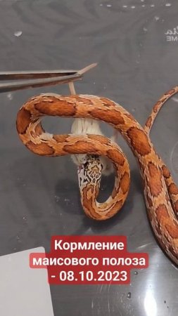 #маисовыйполоз #reptiles #кормлениезмеи #reptileshow #snake #snakevideo #змея ест мышь #cornsnake