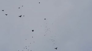 Голуби п. Степное Рузманова В. В.