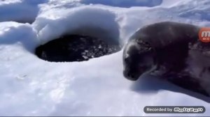 Милые И Смешные Тюлени