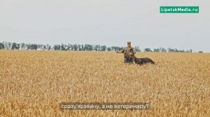 В погоне за страусом