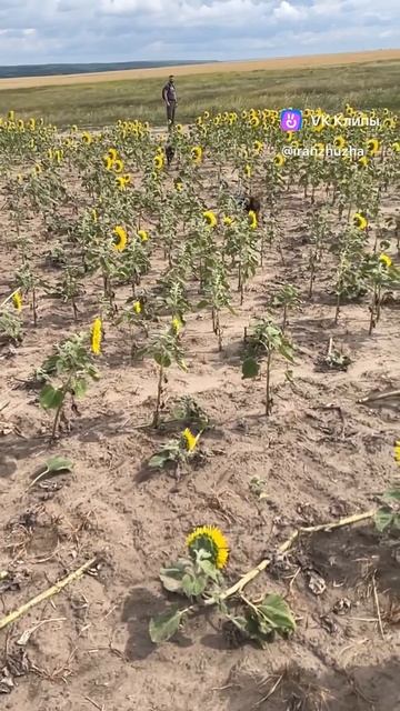 Ягдтерьеры в подсолнухах🌻