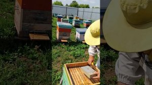 Как подкормить пчёл через кормушку