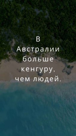 В Австралии больше кенгуру, чем людей