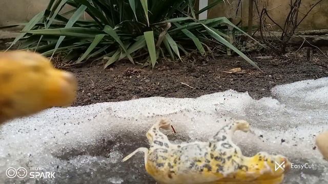 приключения льва бро и тигра бро ❤️🧡💛🧡 смотреть онлайн