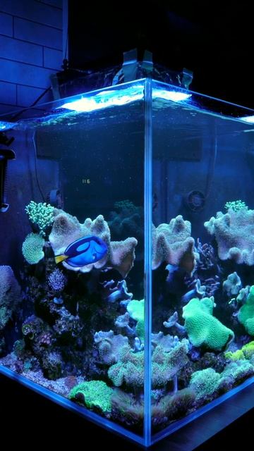 Морской аквариум Tortuga-Chanal смотреть онлайн