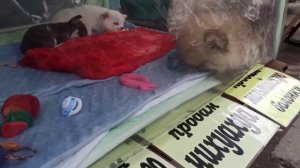 /ОДЕССА/ СТАРАКОННЫЙ РЫНОК СОБАК 🐺🐕🐱 ЧАСТЬ 3 👌29/05/2022