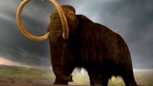 Wooly Mammoth Sound Effects 🦣 🔊