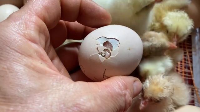 Инкубация🐣🐥цветных Мини мясных кур и Крупных цыплят породы Бресс Гальцы Хитрук Елена Украина