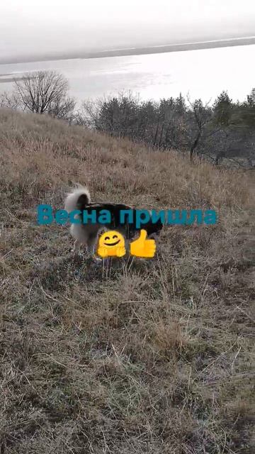Весна пришла🤗👍🍋#рекомендации #напрогулке #песантон #всемхорошегонастроения #прогулки #весна#весна🤗