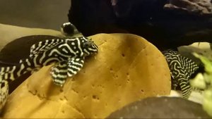 Hypancistrus king tiger L066