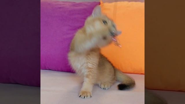 Британский короткошерстный котенок золотая шиншилла тикированная Jigglypuff  (Джиглипуф). Питомник